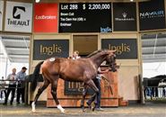 成交价1051万，“何其热”公驹卖出天价！