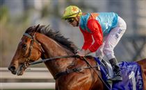 下周一，“嘉应高升”冲击十九连胜！