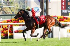 “嘉应高升”力争追平“金枪六十”16连胜纪录！