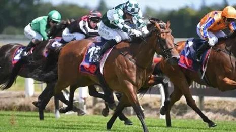 谁将胜出？2026年新西兰打吡周六开跑（含热门马实力大解析）