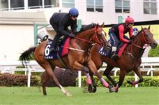 多匹香港赛驹计划远征海外！