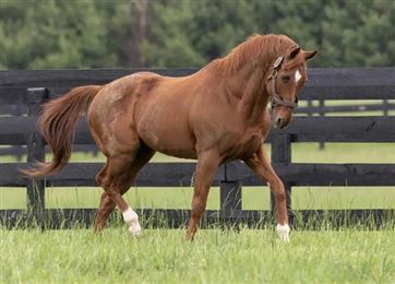 著名种公马“幽趣”离世！