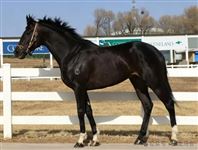 “星光大道”子嗣、“迪拜威”之孙登陆2026玉龙春季拍卖会！