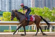 莫雷拉：只要“嘉应高升”失准，“里见梦境”就有机会夺冠