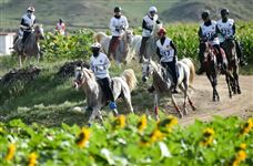 开战在即！全国马术耐力锦标赛将在达茂旗举办