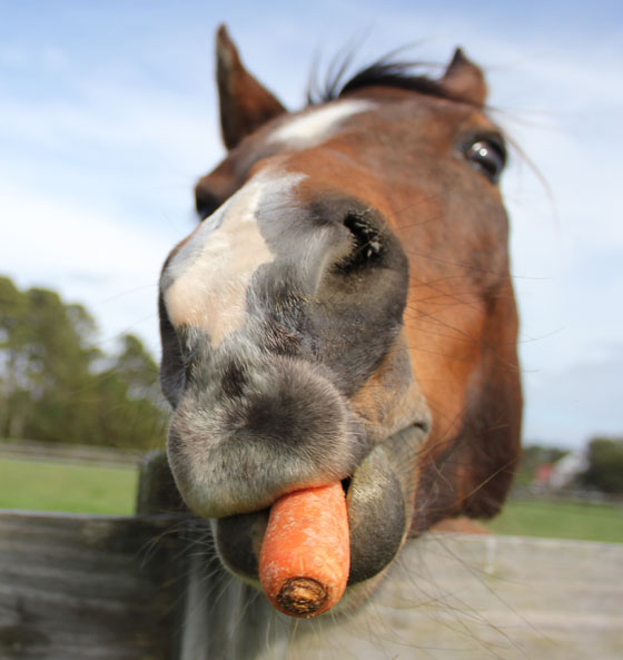 horses-eating-carrots-2.jpg